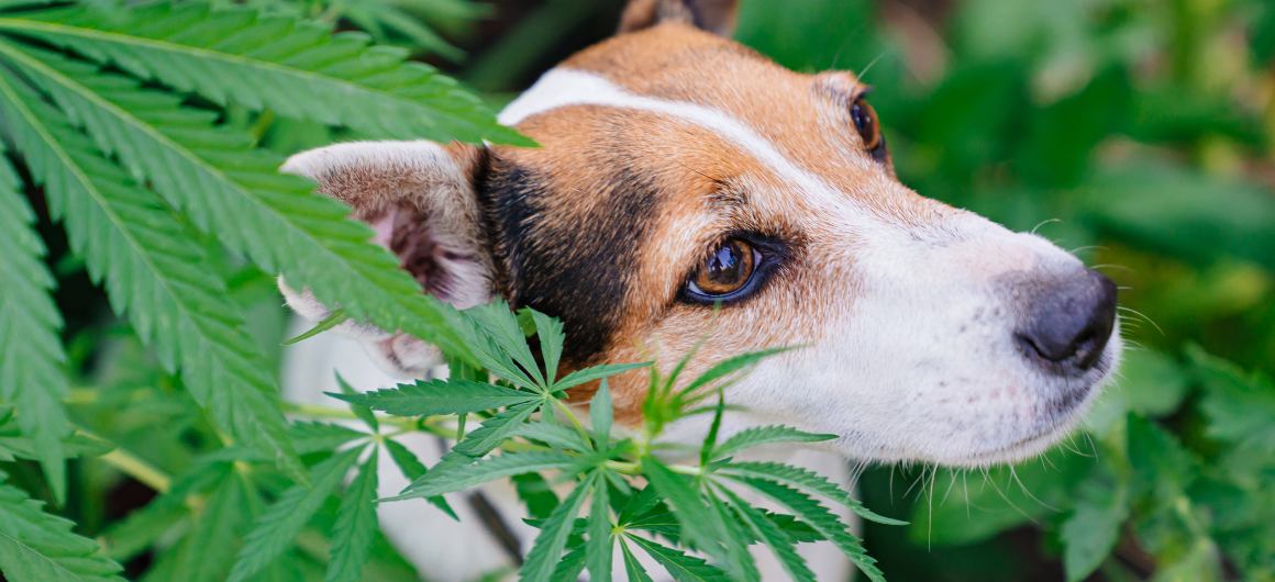 Hemp Oil vs CBD Oil for Dogs What's the Difference and Which is Best?